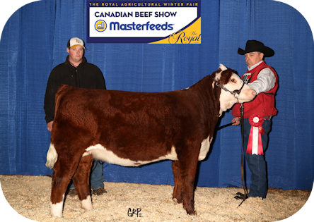 Stonewood Rose Royal Agricultural Winter Fair