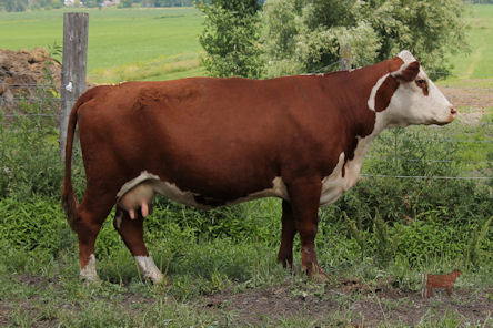 Triara Xtra Special 2011