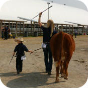 Bonanza Hereford Junior Show, Lindsey Ontario
