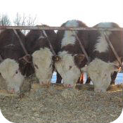 Bulls 2014