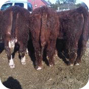 Bulls 2014