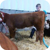 Beef-A-Rama 2013