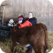 Calves 2014