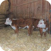 Calves 2014