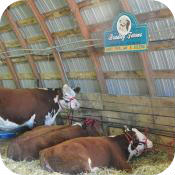 Carp Fair