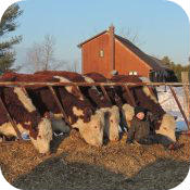 Cows 2014