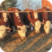 Cows 2014