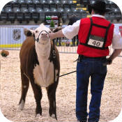 Expo Boeuf Victoriaville