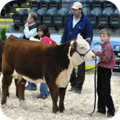 Expo Boeuf Victoriaville